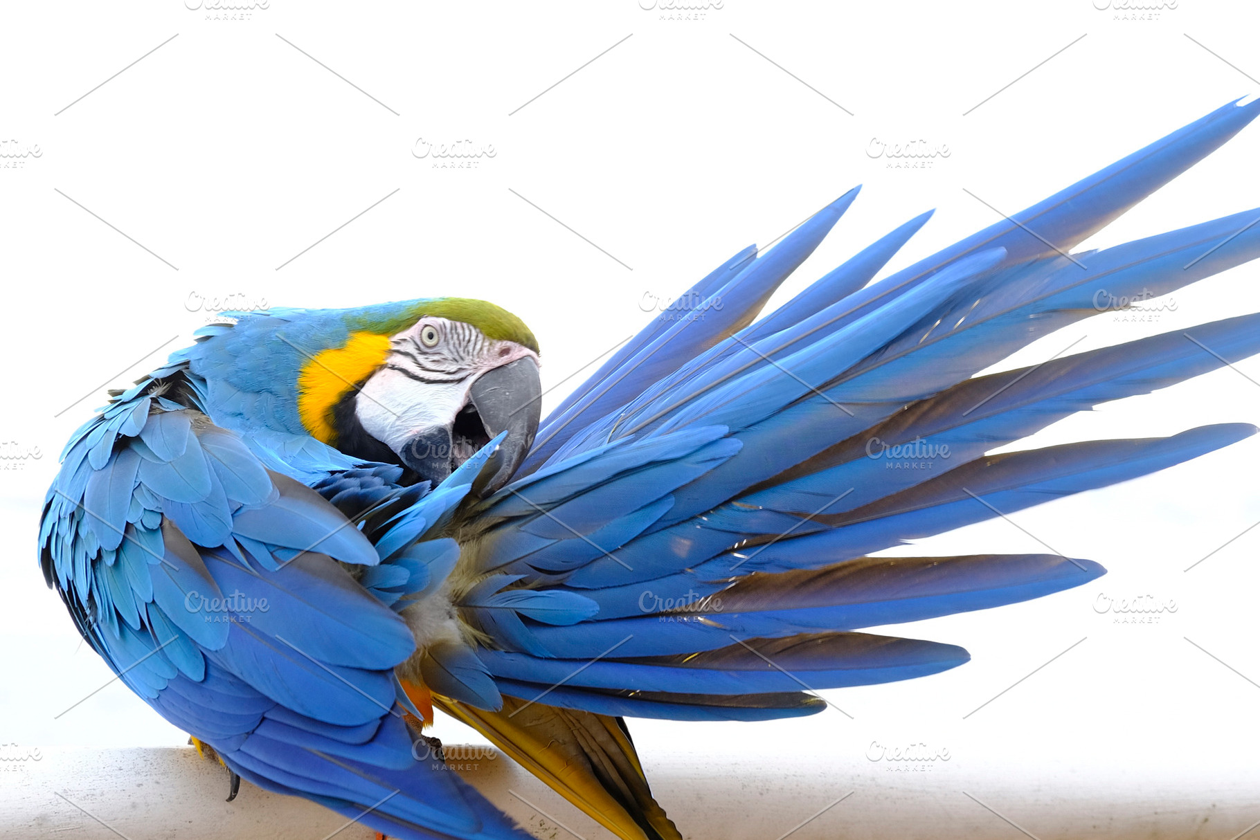 Blue and gold macaw featuring macaw, bird, and save the earth, an Animal Photo by Atropos Images