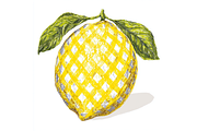 Prompt Watercolor Lemon Clipart, a Decorative Illustration by Creative design (Thumbnail 5 of 7)