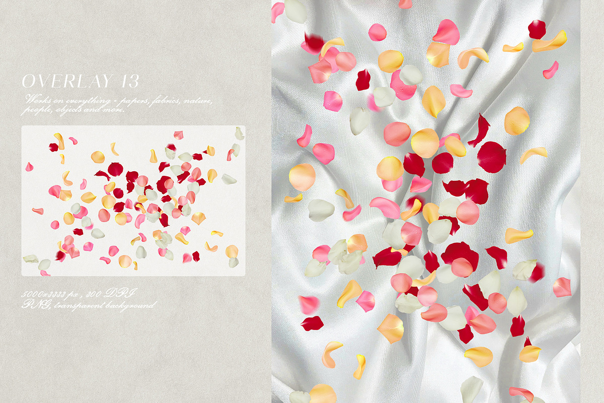 Multicolored Rose Petals Overlays, a Texture Graphic by Kaleriia (Photo 14 of 16)