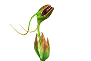 3DFoin - Elongata, a Characters & Person 3D Model by 3DRT.com (Thumbnail 4 of 17)