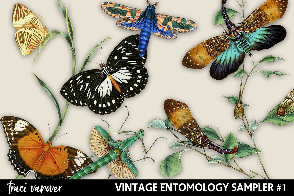 Vintage Entomology Clipart Sampler 1, an Illustration by ephemoire (Photo 1 of 3)