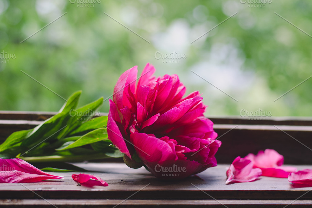 Beautiful peonies on wooden surface, a Nature Photo by Alexandrulucian (Photo 2 of 2)