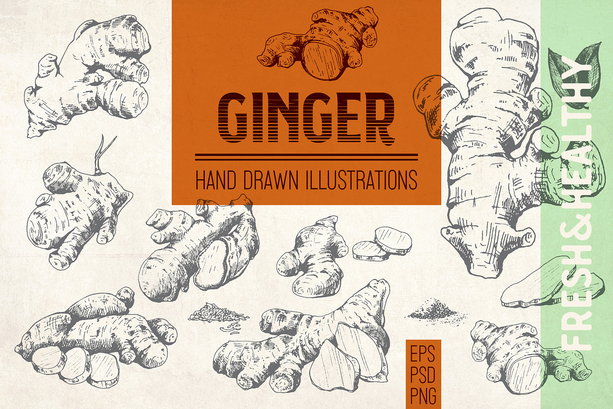 Ginger. Hand drawn illustrations, a Food Illustration by Alena Kaz (Photo 1 of 4)