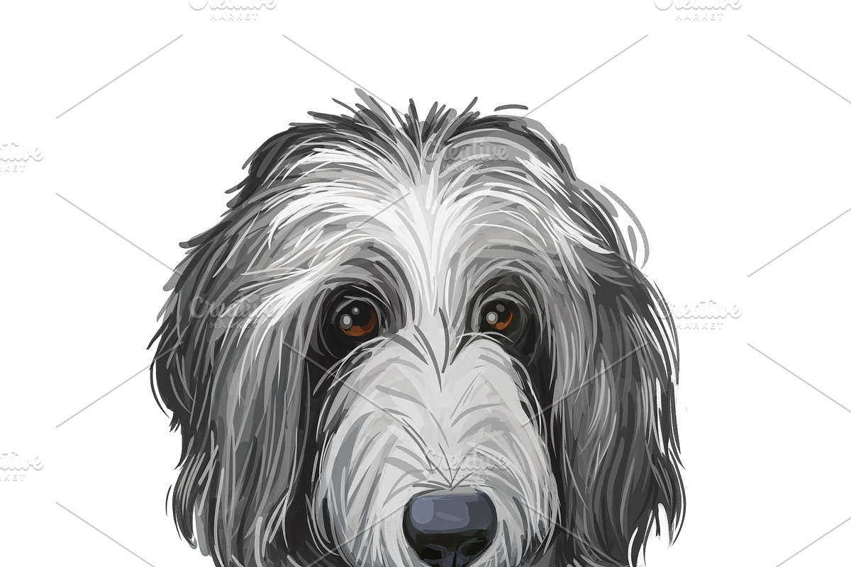 Poodle Cross Breeds 27 Dogs/Puppies, an Animal Illustration by Dneprstock (Photo 19 of 27)