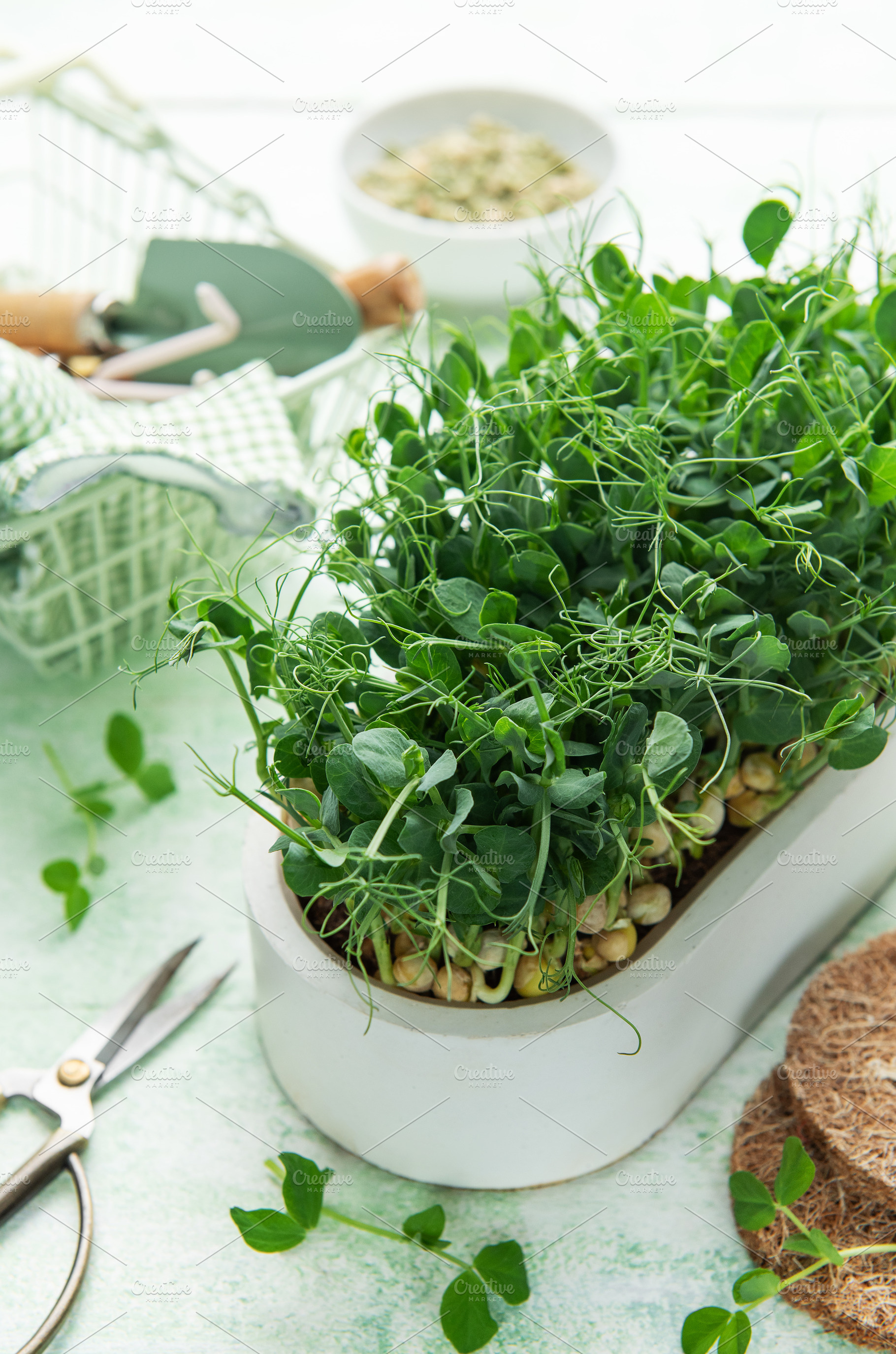 Growing pea microgreens for healthy urban farming at home, a Photo by Olena Rudo