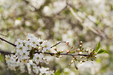 Apples On The Tree Featuring Apple Tree And Garden preview 6