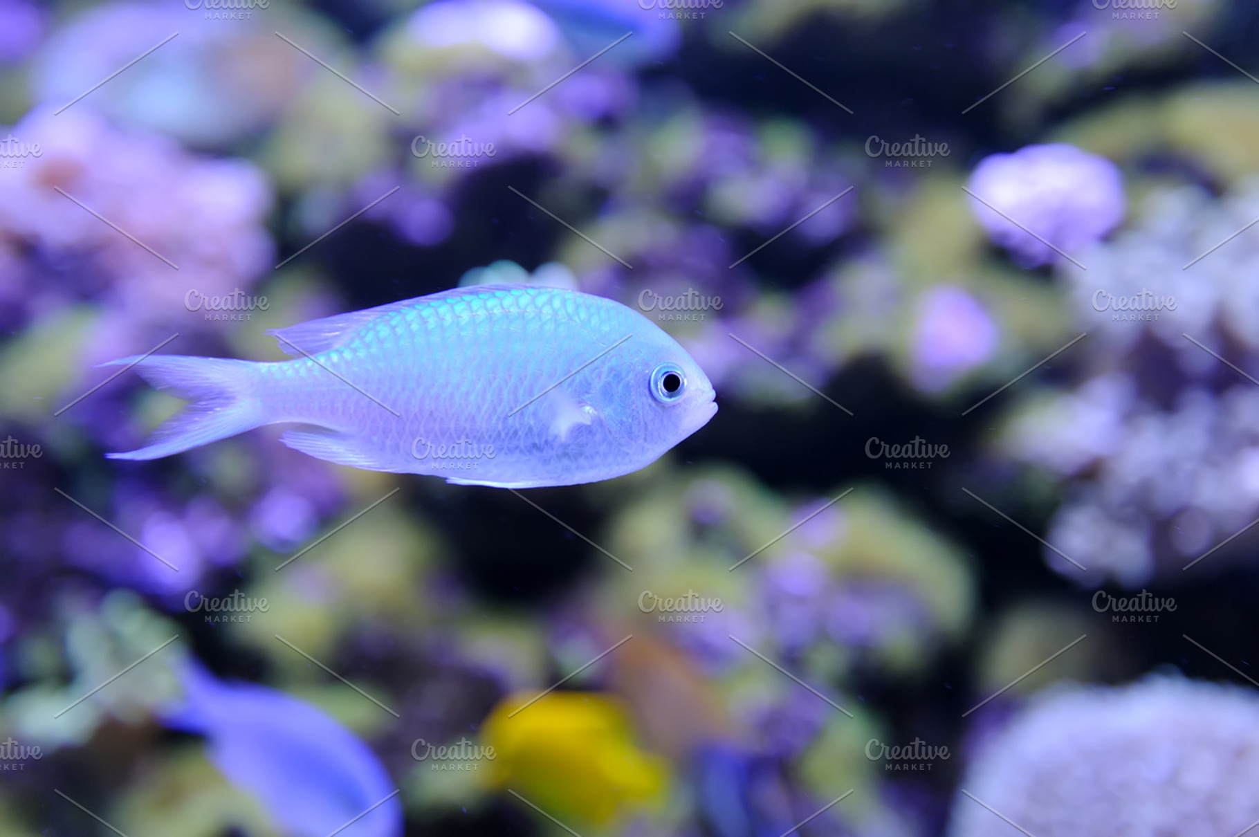 Fish stock photo containing fish and underwater, an Animal Photo by Byrdyak