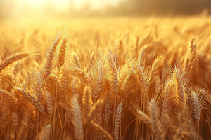 Golden wheat field glowing in the warm evening light, creating a serene and tra, a Background Photo by ImageMir