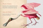 90 Vintage Birds of America, an Illustration by The Object Atlas (Thumbnail 4 of 9)