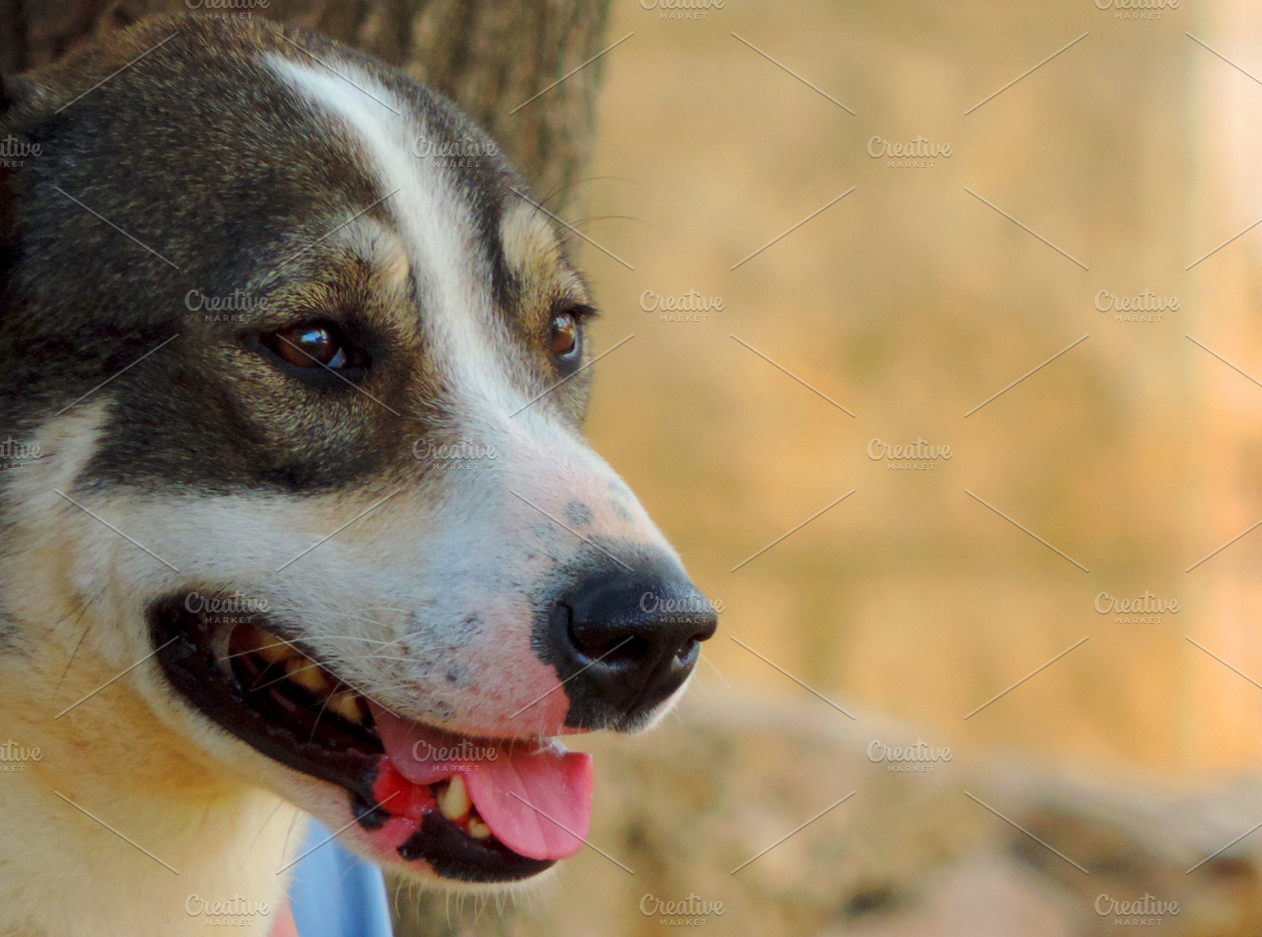 Dog Stock Photograph