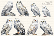Watercolor Snowy Owls and Landscapes, an Animal Illustration by Dazzling Art Boutique (Thumbnail 2 of 11)