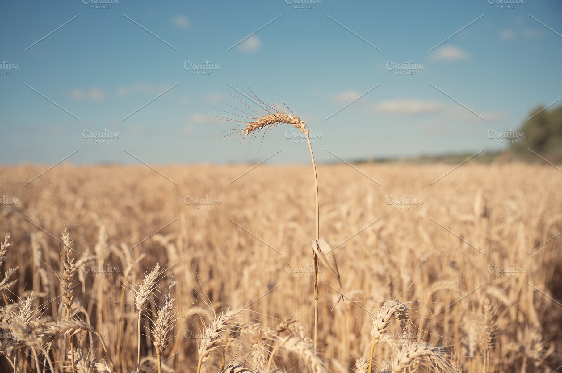 Wheat stalks yield nature stock photograph, a Nature Photo by The LUV Stock Photos