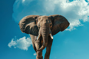 116 Flying animals, an Animal Photo by Handmadefont (Thumbnail 55 of 119)