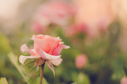 Blooming Pink Rose