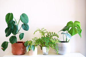 Indoor plants stock photo containing plant and indoor plant