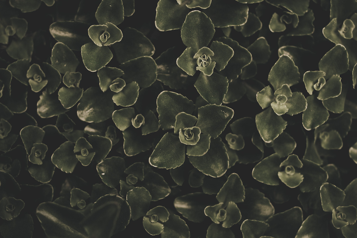 Dark green backgrounds, a Nature Photo by Alekseyliss (Photo 4 of 10)
