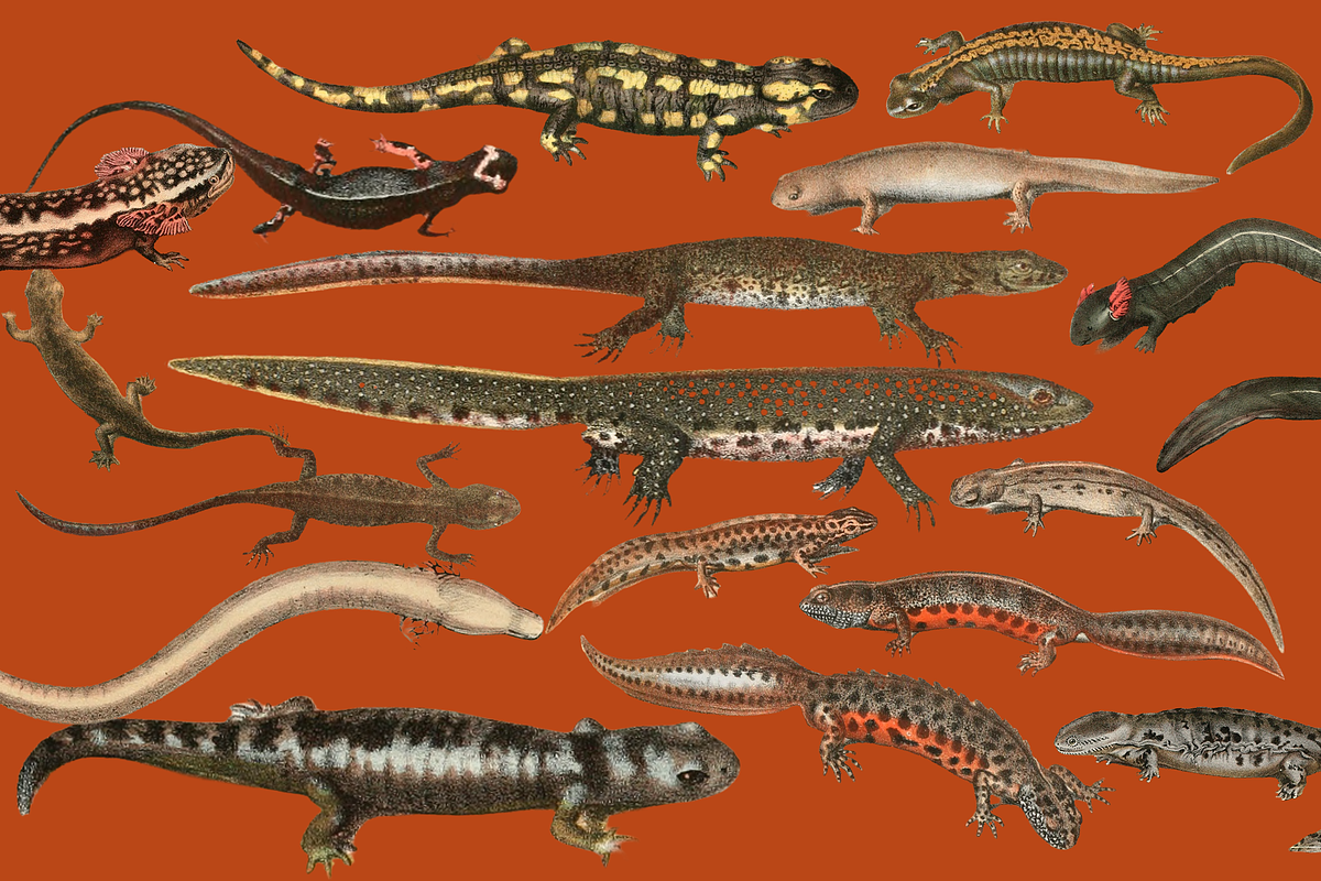 Vintage Vertebrate Animal Atlas, an Object Graphic by Lilithcollageart (Photo 3 of 14)