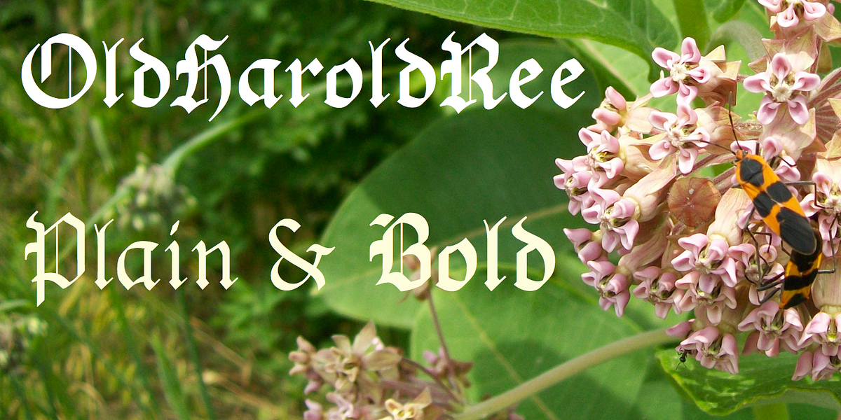 OldHaroldRee, a Blackletter Font by Ingrimayne Type (Photo 1 of 6)