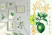 Lime Watercolor Collection, a Food Illustration by SashaKondr (Thumbnail 6 of 15)