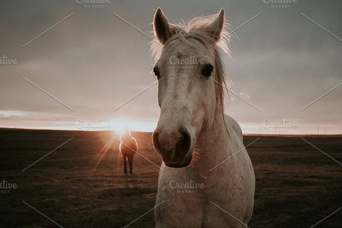 Two horses at sunset stock image, an Animal Photo by Wild Wander Collective (Photo 2 of 2)