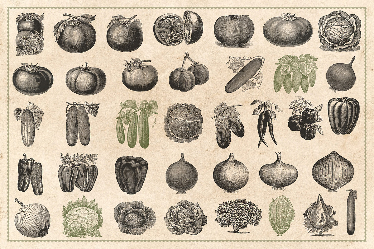 150 Vintage Vegetables (Vector), a Food Illustration by Brigantine Designs (Photo 4 of 7)
