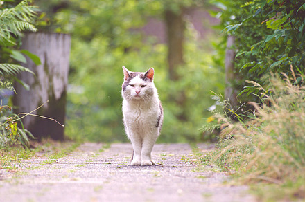 Standing Cat