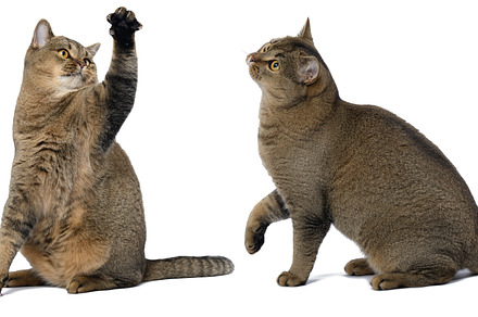 adult gray cat scottish straight sitting on a white background a, an Animal Photo by ndanko