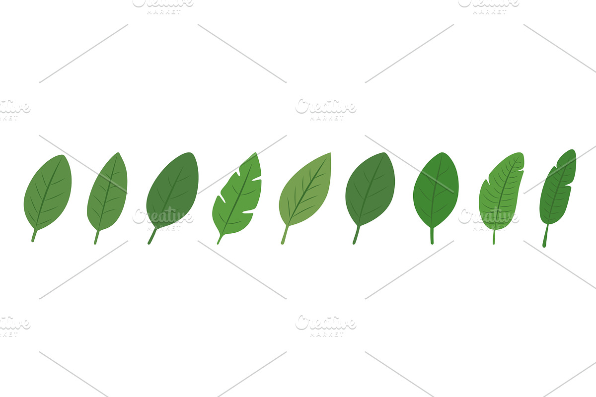 Set of tropical leaves. Botanical, an Illustration by GraphiShop