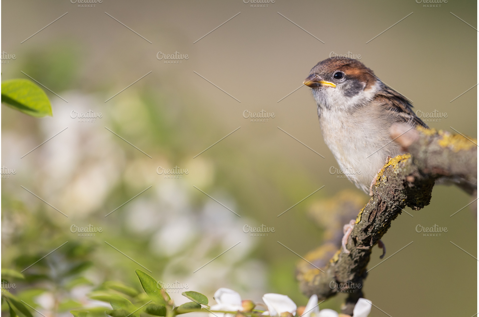 yellowmouth sparrow sits on a branch, a Nature Photo by Pakosta