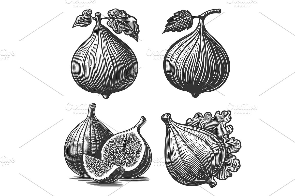 Fig fruit engraving set vector, a Food Illustration by AlexArt