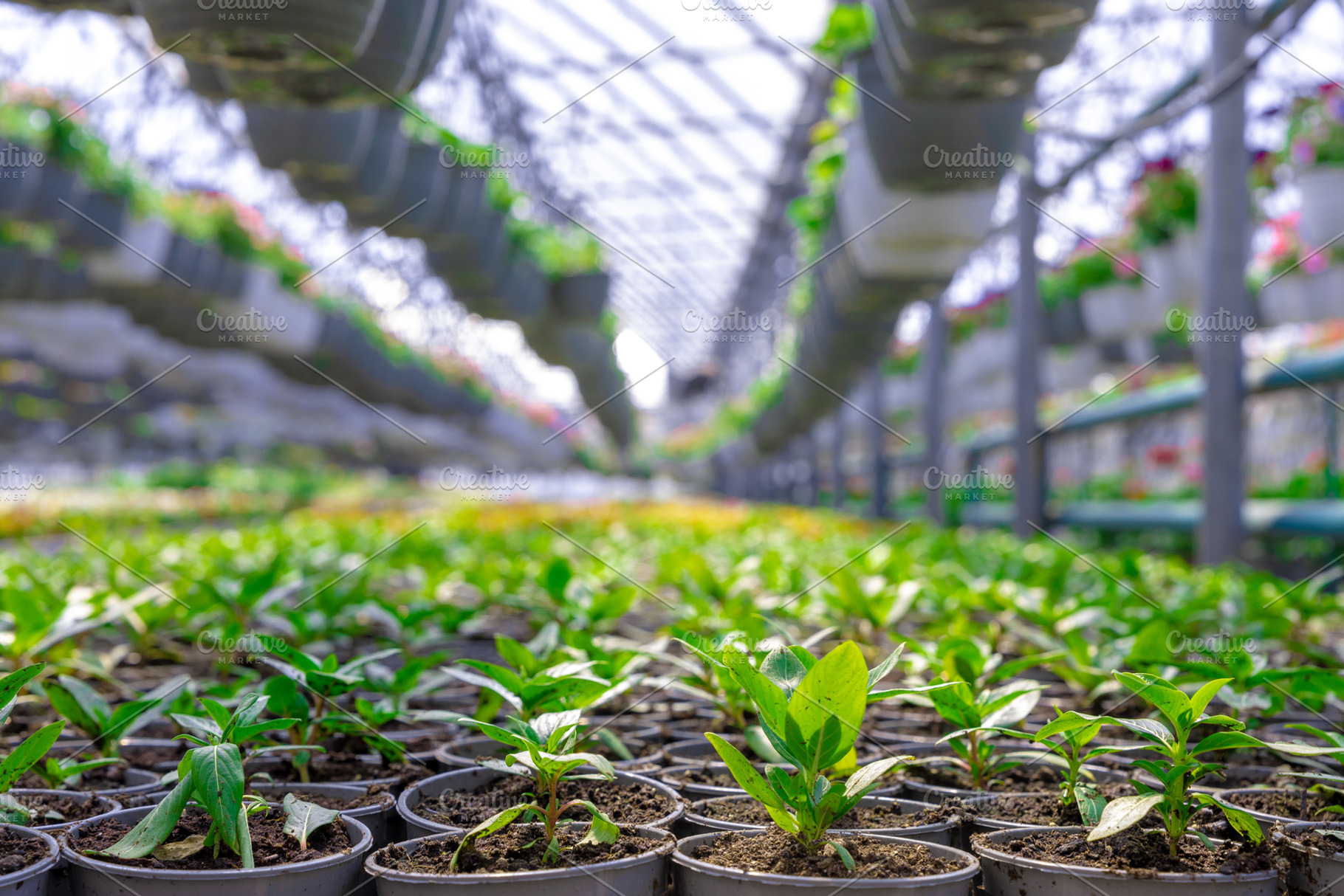 Rows of young green plants in pots inside a sunlit greenhouse, w, a Nature Photo by Ales Munt