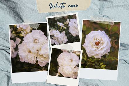 White roses set of 4 photos, a Nature Photo by pictures for you