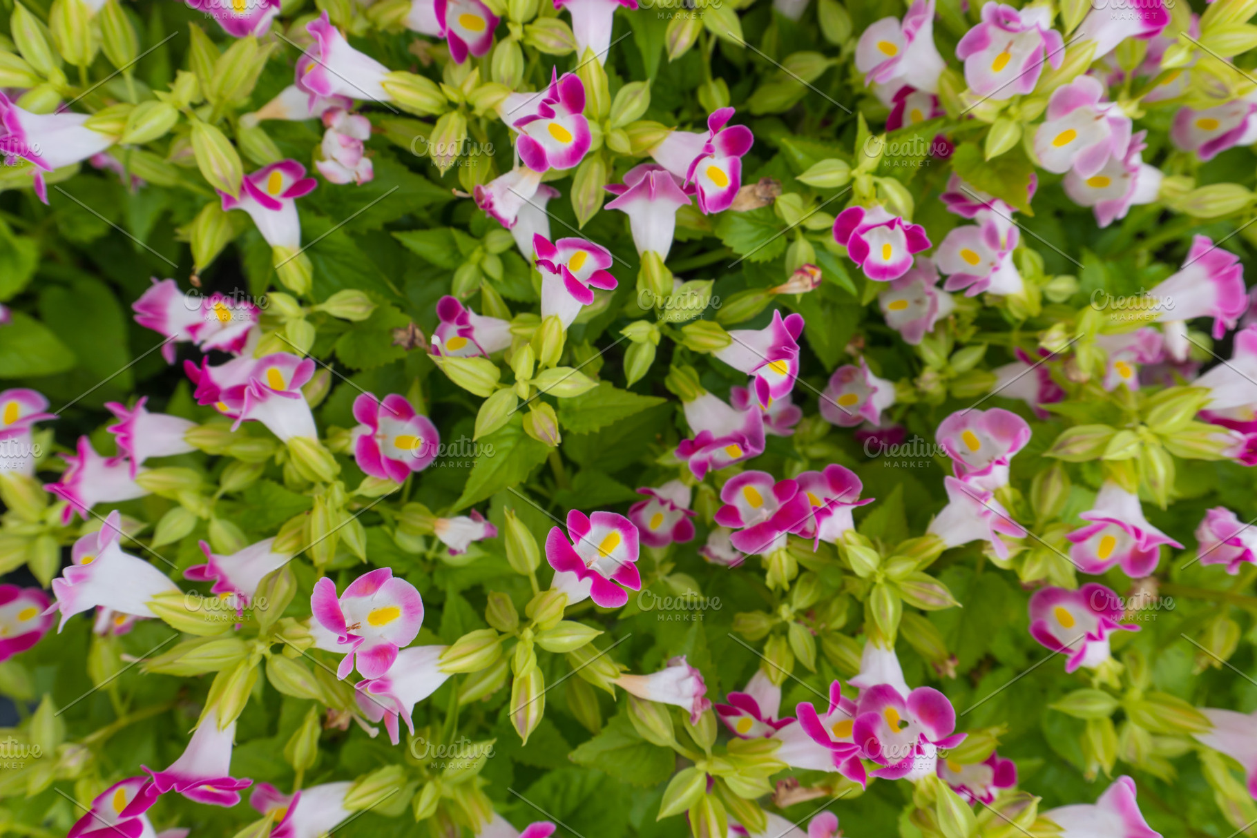 Pink flowers in the garden, a Nature Photo by AMMi