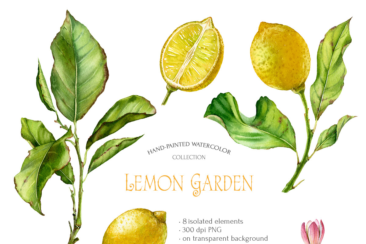 Lemon Garden Watercolor Fruits Set, a Food Illustration by Akvarelldesign (Photo 2 of 4)