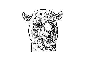 Alpaca head. Vintage vector, an Animal Illustration by MoreVector