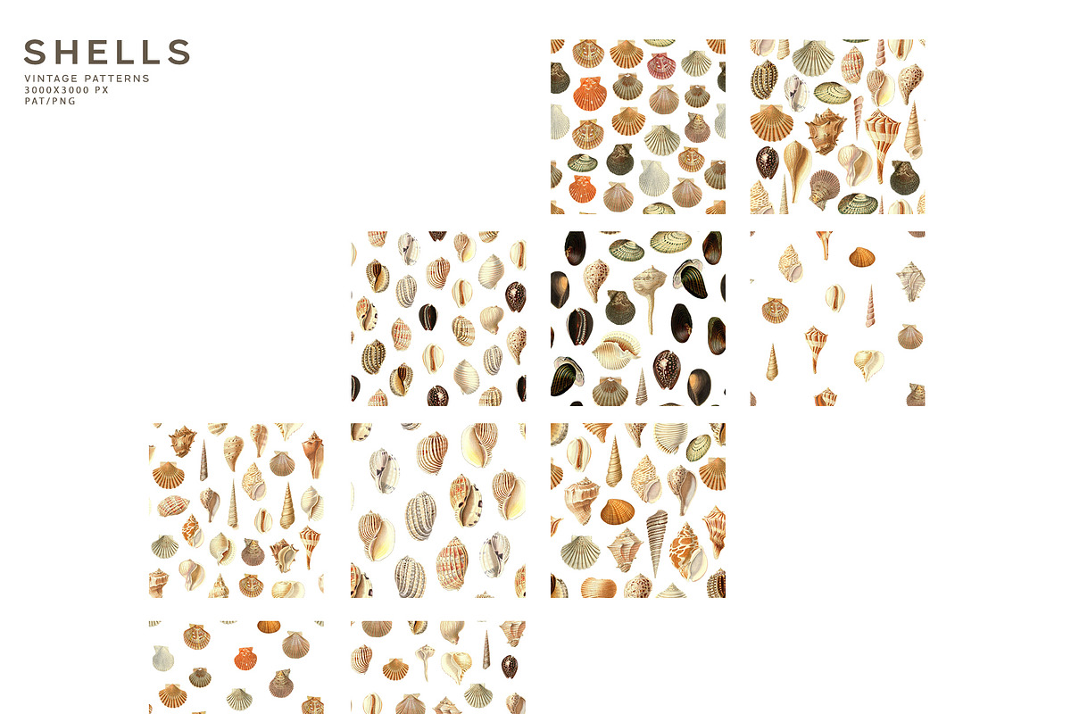 Seashells Illustrations & Patterns, an Object Graphic by Kaleriia