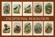 25 Vintage Bird Prints, an Animal Illustration by The Object Atlas (Thumbnail 7 of 9)