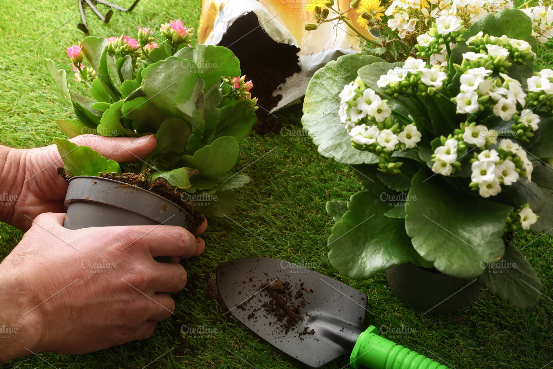 Repotting Kalanchoe Plant in Garden, a Nature Photo by Davizro's Market
