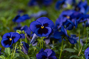Bright blue viola flowers in the meadow, a Nature Photo by Anna Bogush