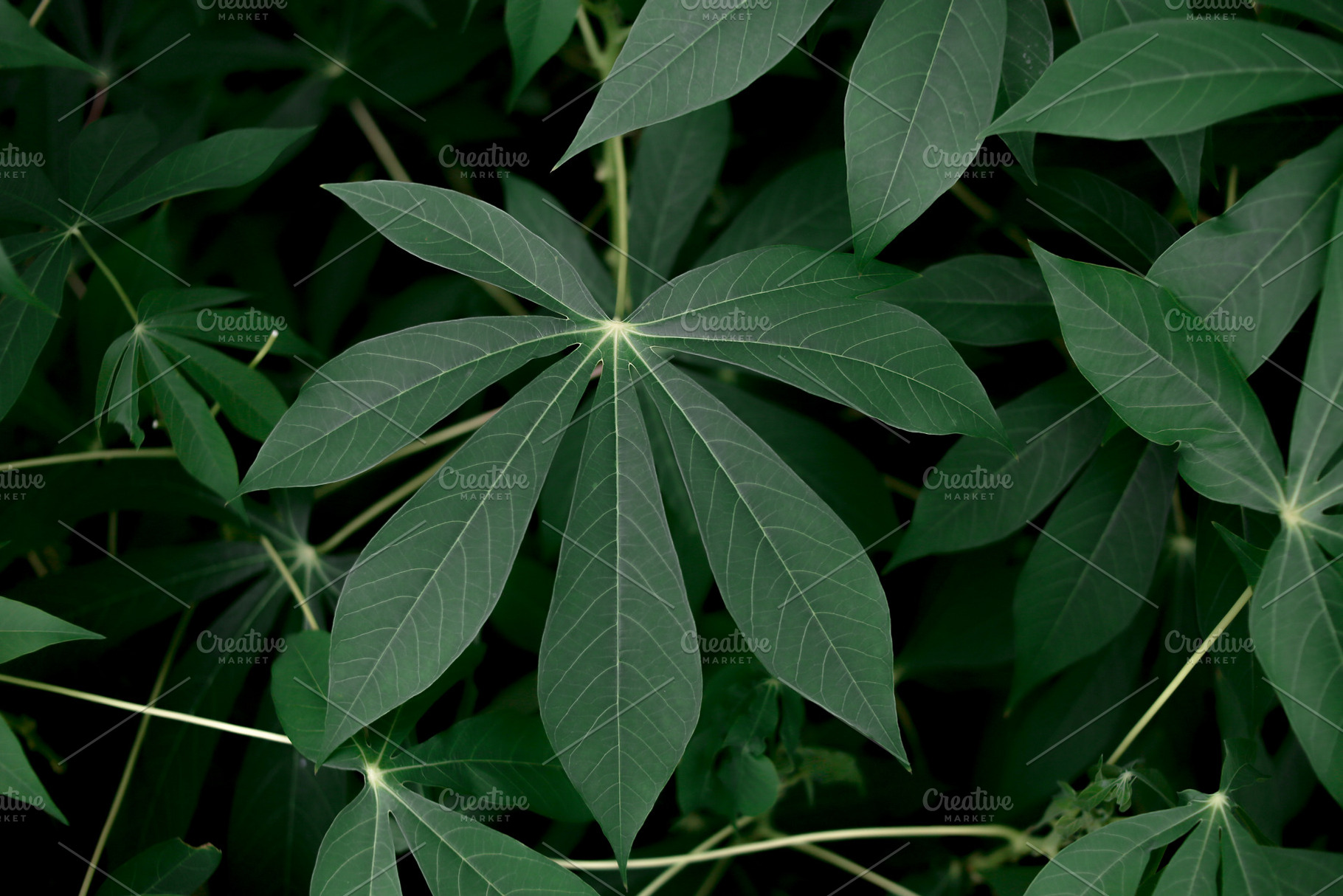 Cassava Leaves Full Frame Background, a Nature Photo by bastera