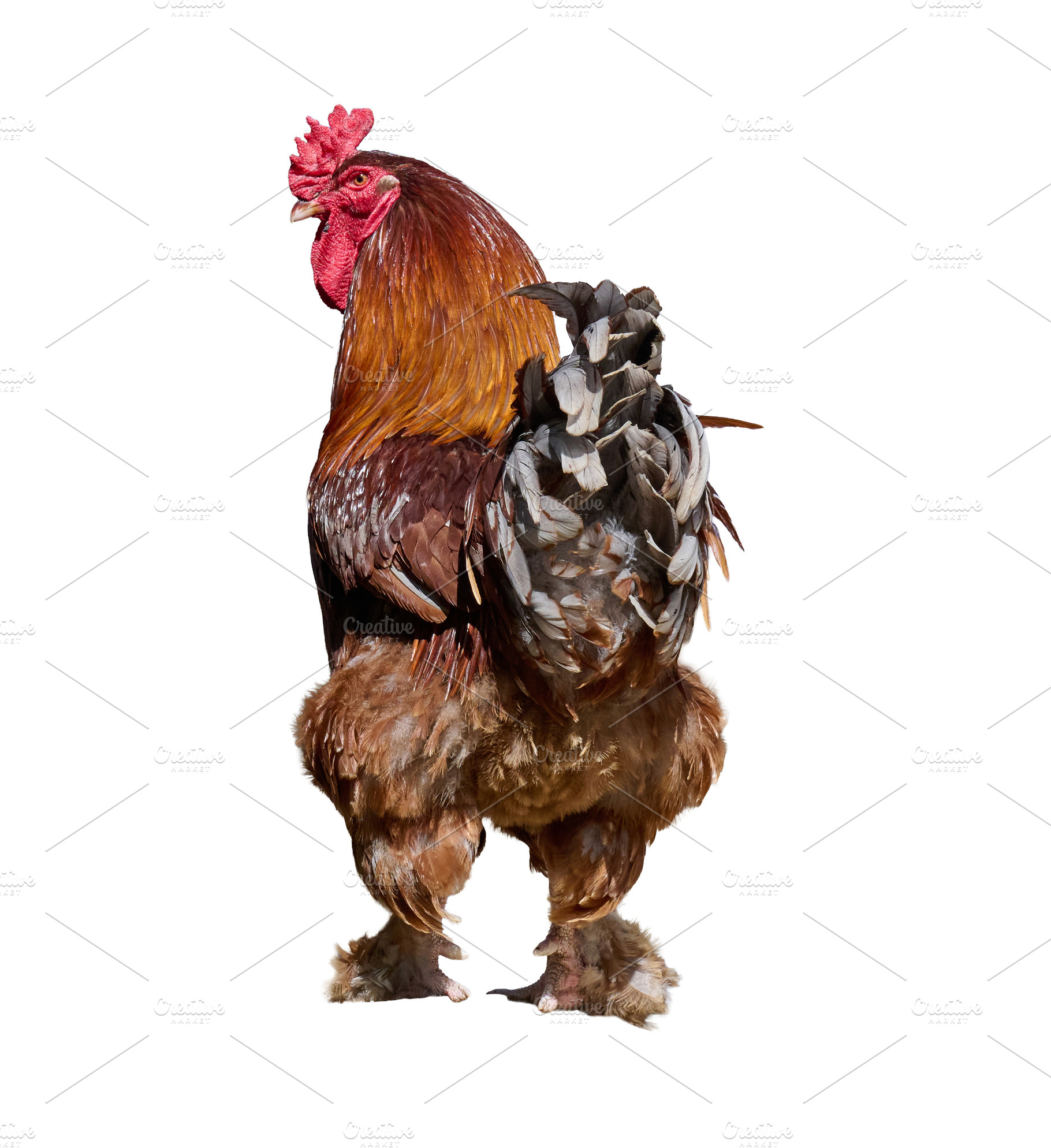 Large brown rooster with a red comb and wattles, seen from a rea, an Animal Photo by ndanko