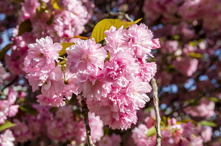 Japanese cherry blossom in spring. Macro view, a Nature Photo by GoodGoods
