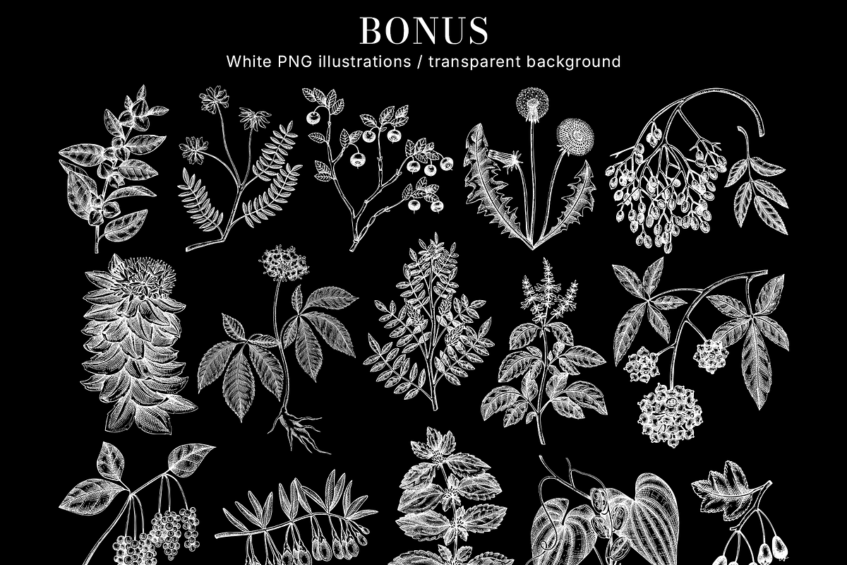 Adaptogenic Plants Vector Collection, a Healthcare Illustration by Yevheniia (Photo 6 of 9)