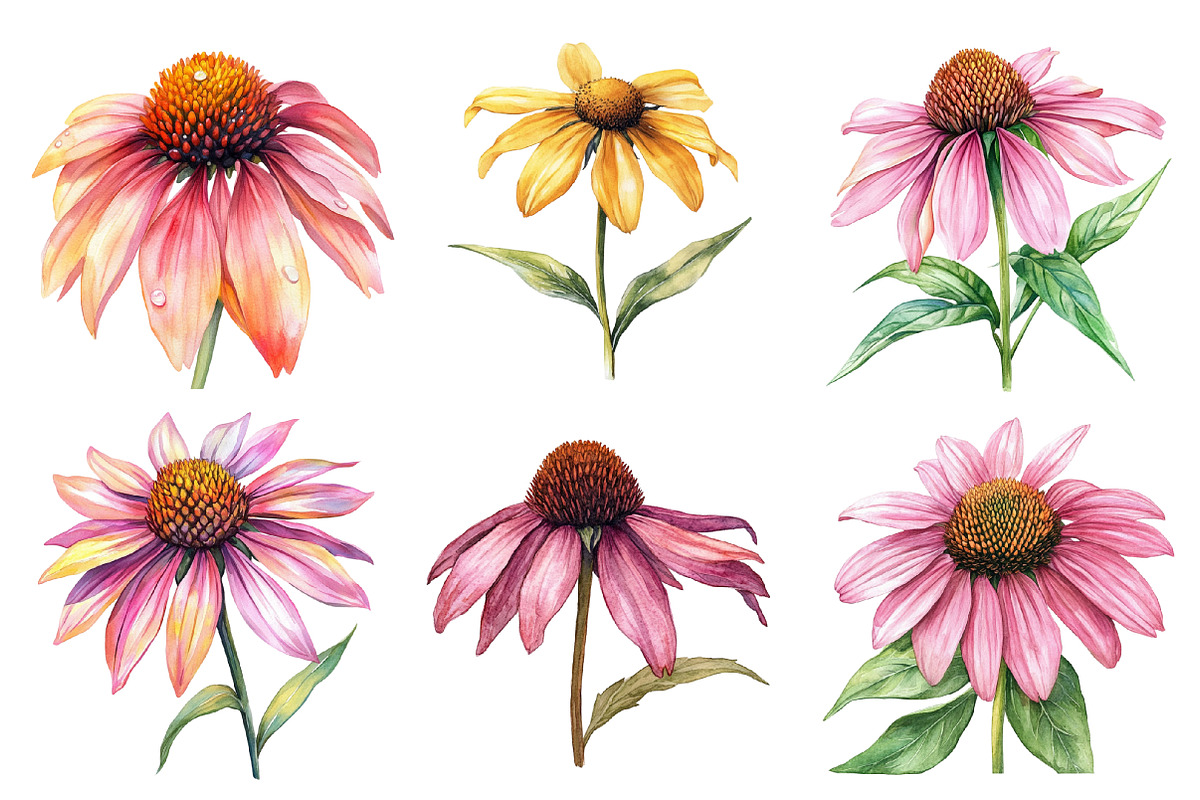 Coneflower Watercolor Clipart, an Illustration by SinaCreation (Photo 2 of 5)