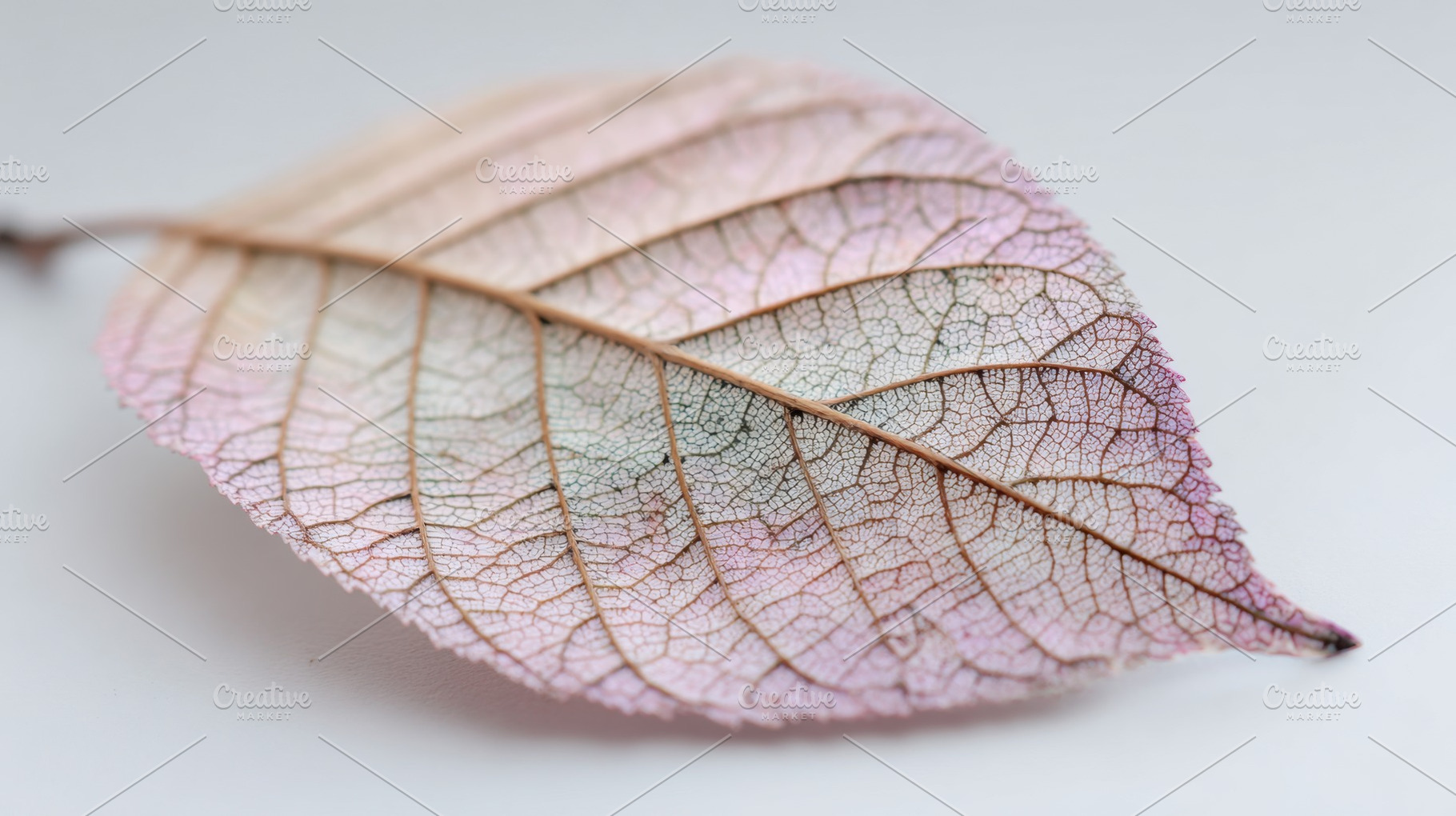 Leaf with unique texture and pattern, a Photo by Beautiful things