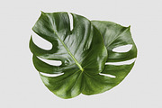 Printable Art - Monstera Leaves, a Print Template by JustLikeMyDesktop (Thumbnail 1 of 2)