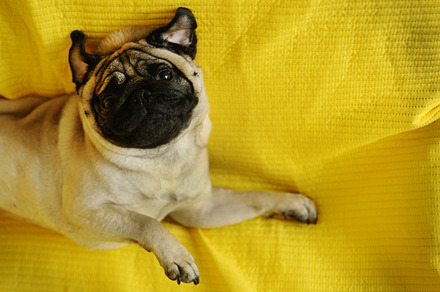 Funny pug dog lying 