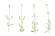 Vector object brushes. Lavender, a Brush Add-On by Peolla (Thumbnail 7 of 13)