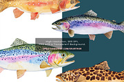 Watercolor Trout Fish Clipart, a Decorative Illustration by OKArtHub (Thumbnail 8 of 8)