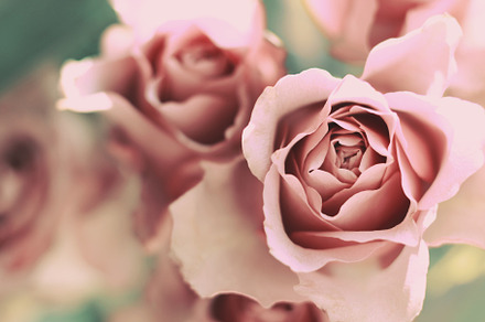 Pink floral roses containing roses, rose, and petals, a Nature Photo by René Jordaan Photography